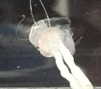 De LDR is met hot-glue aan de rechthoekige basis gelijmd De LDR is met hot-glue aan de rechthoekige basis gelijmd